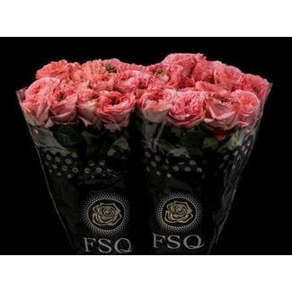 Freshy Großblütige Rosen “Mandarin X-pression” | Farbe: Rosa | Länge ± 60 centimeter | Herkunft Ecuador | Pro 20 Rosen