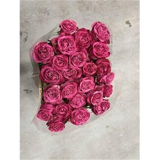 Freshy Grootbloemige Roos “Dark Crown” | Kleur: Roze | Lengte ± 50 centimeter | Herkomst Ecuador | Per 20 verse bloemen