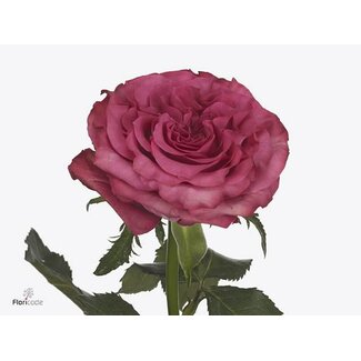Freshy Roses “Country Blues” | Couleur: Rose | Longueur ± 40 centimeter | Par 25 roses