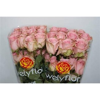 Freshy Roses “Pink Candy” | Couleur: Rose | Longueur ± 60 centimeter | Par 25 roses
