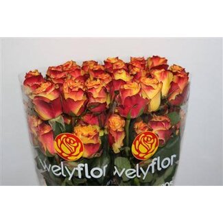 Freshy Rosen “News Flash” | Farbe: Gelb Orange | Länge ± 40 centimeter | Pro 25 Rosen