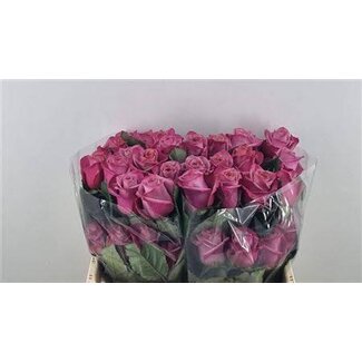 Freshy Rosen “Barista” Größe LL | Farbe: Rosa | Länge ± 50 centimeter | Pro 25 Rosen