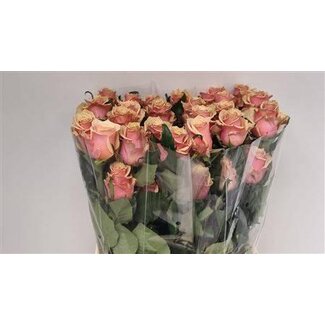 Freshy Roses “Pink Amaretto” taille LL | Couleur: Rose Jaune | Longueur ± 60 centimeter | Par 25 roses