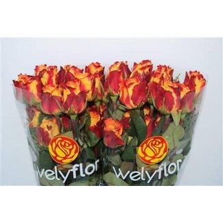 Freshy Roses “Chili” | Couleur: Orange | Longueur ± 50 centimeter | Par 25 roses