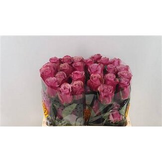 Freshy Roses “Purple Moon” | Colour: Purple | Length ± 50 centimetre | Per 25 roses
