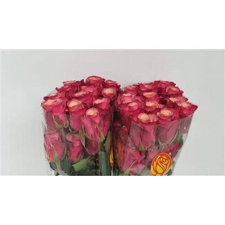 Freshy Roses “Cold Brew” | Couleur: Rose | Longueur ± 50 centimeter | Par 25 roses