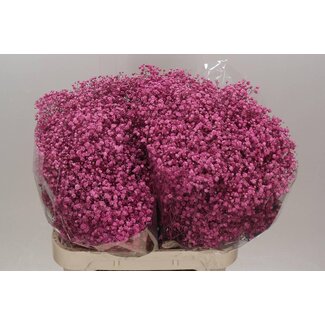 Freshy Gypsophila Baby's breath | Colour: Pink | Length ± 80 centimetre | Per 25 stems fresh flowers