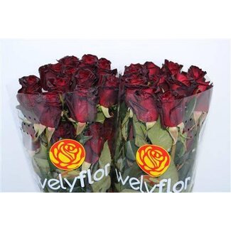 Freshy Roses “Black Baccara” | Couleur: Rouge | Longueur ± 60 centimeter | Par 25 roses