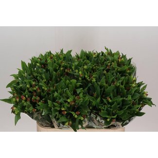 Freshy Alstroemeria Fl “Noa” | Farbe: Rot | Länge ± 75 centimeter | Pro 10 Stiele frische Blumen
