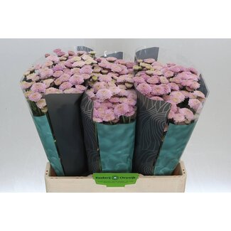 Freshy Chrysanthemum Chrysant Santini “Ellison Sweet” | Farbe: Lila | Länge ± 55 centimeter | Pro 25 Stiele frische Blumen
