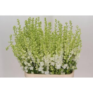 Freshy Consolida Pied-d'alouette “Q White” | Couleur: Blanc | Longueur ± 90 centimeter | Par 10 fleurs fraîches