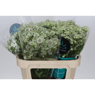 Freshy Astrantia “Billion Star” XL | Couleur: Blanc | Longueur ± 70 centimeter | Par 25 tiges de fleurs fraîches