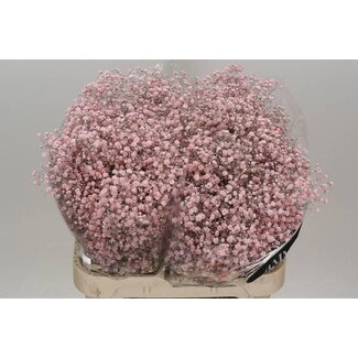 Freshy Gypsophila Gipskraut “Xlence” Farbbehandelt | Farbe: Hellrosa | Länge ± 80 centimeter | Pro 25 Stiele frische Blumen