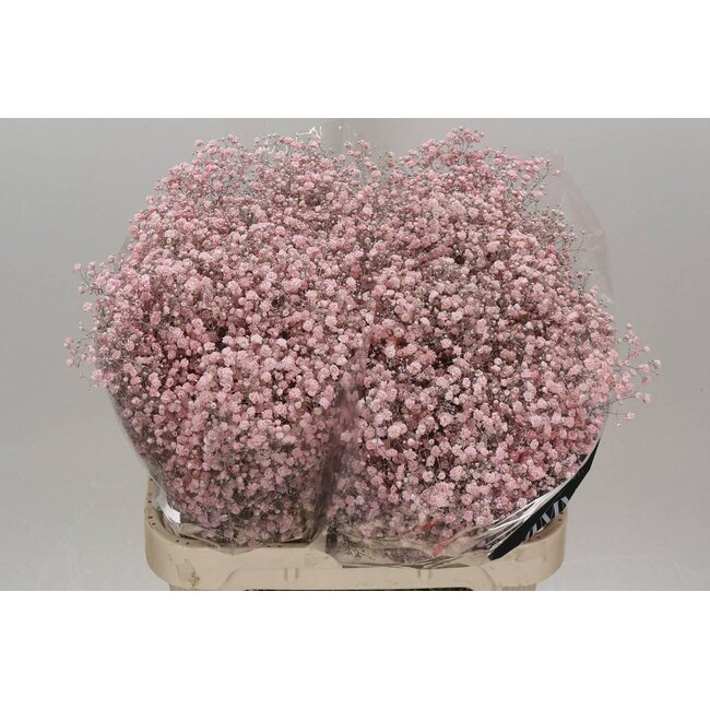 Gypsophila Gypsophile “Xlence” Coloré | Couleur: Rose clair | Longueur ± 80 centimeter | Par 25 tiges de fleurs fraîches