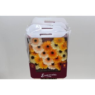 Freshy Gérbera Mi Aqua “Mix Valencia” | Couleur: Couleurs mélangées | Longueur ± 45 centimeter | Par 20 fleurs fraîches