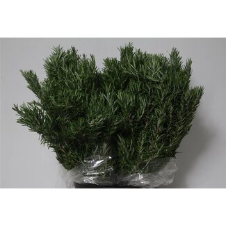 Freshy Rosmarin | Farbe: Grün | Länge ± 60 centimeter | 400 gram pro Bund | Pro 5 Bunde