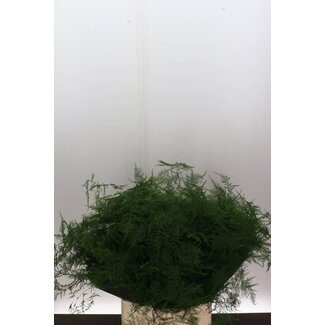Freshy Asparagus Setaceus Extra Plumes | Couleur: Vert | Longueur ± 65 centimeter | Par 50 tiges fraîches