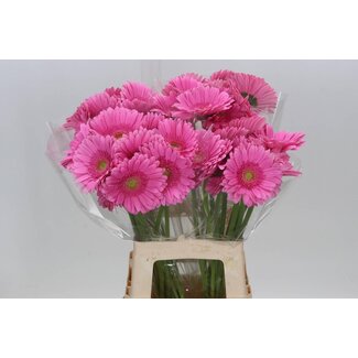 Freshy Gérbera “Glossy” | Couleur: Rose | Longueur ± 50 centimeter | Par 10 fleurs fraîches