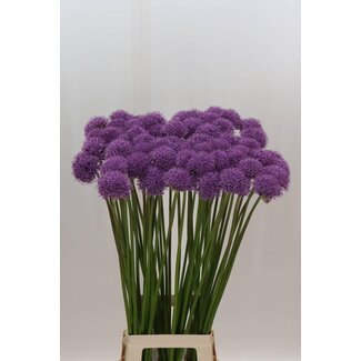 Freshy Allium Sierui “Gladiator” | Farbe: Lila | Länge ± 90 centimeter | Pro 10 Stielen frische Blumen
