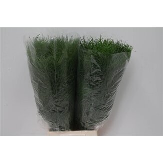 Freshy Asperge “Corallo” | Couleur: Vert | Longueur ± 60 centimeter | 200 gram par botte | Par 5 bottes