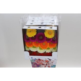 Freshy Gerbera Pomponi Mi Aqua | Couleur: Couleurs mélangées | Longueur ± 50 centimeter | Par 20 fleurs fraîches