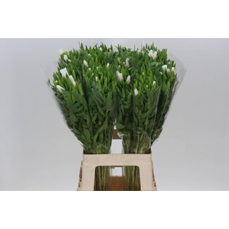 Freshy Clarkia “White” | Kleur: Wit | Lengte ± 70 centimeter | Per 50 verse bloemen