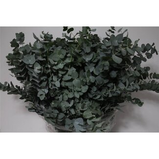 Freshy Eucalyptus Cinerea | Kleur: Groen | Lengte ± 70 centimeter | 400 gram per bos | Per 5 bossen