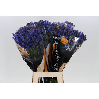 Freshy Agapanthus “Atlantic Ocean” Eijco | Couleur: Bleu | Longueur ± 70 centimeter | Par 10 tiges de fleurs fraîches
