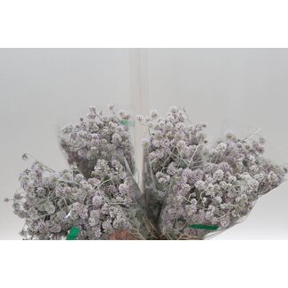 Freshy Ptilotus Obovatus | Kleur: Paars | Lengte ± 40 centimeter | Per 30 stelen verse bloemen