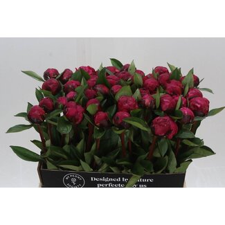 Freshy Paeonia Pfingstrose L “Red Sarah Bernhardt” | Farbe: Rosa | Länge ± 60 centimeter | Pro 10 frische Blumen