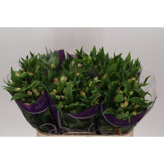 Freshy Alstroemeria “Panorama” | Farbe: Rosa | Länge ± 75 centimeter | Pro 10 Stiele frische Blumen