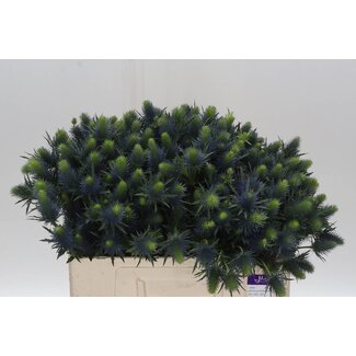 Freshy Eryngium Blaue Distel “Supernova Qstar” | Farbe: Lila | Länge ± 50 centimeter | Pro 10 Stielen frische Blumen