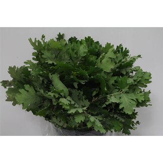 Freshy Quercus Eichenblatt | Farbe: Grün | Länge ± 60 centimeter | 300 gram pro Bund | Pro 5 Bünde