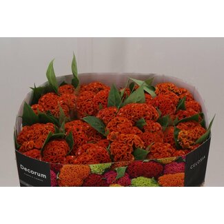 Freshy Celosia Cristata “Act Zara” | Couleur: Orange | Longueur ± 72 centimeter | Par 10 fleurs fraîches