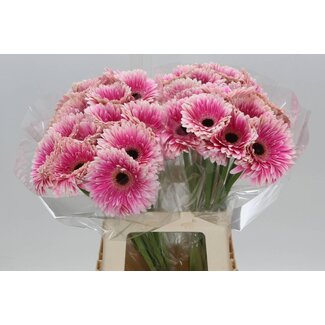 Freshy Gerbera “Prelude” | Farbe: Rosa | Länge ± 50 centimeter | Pro 10 frische Blumen