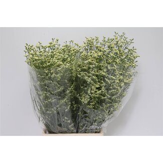 Freshy Limonium “Diamond” | Couleur: Jaune | Longueur ± 70 centimeter | Par 25 tiges fleurs fraîches