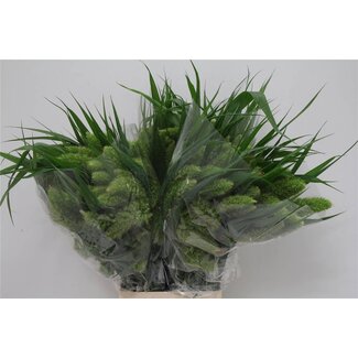 Freshy Panicum Setaria “Volle Melk” Herbe ornementale | Couleur: Vert | Longueur ± 75 centimeter | Par 50 fleurs fraîches