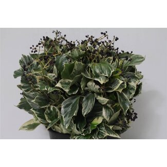 Freshy Hedera Variegata Lierre panaché | Couleur: Vert Blanc | Longueur ± 50 centimeter | 400 gram par bouquet | Par 5 bouquets