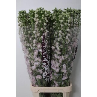 Freshy Delphinium “Dew Pink” Spijker | Couleur: Violet | Longueur ± 110 centimeter | Par 10 tiges de fleurs fraîches