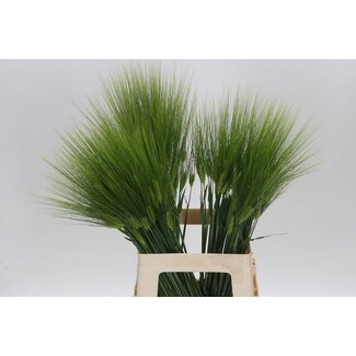 Freshy Triticum Aestivum Tarwe | Kleur: Naturelle | Lengte ± 70 centimeter | Per 100 stelen