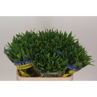 Freshy Alstroemeria “Lemon” | Farbe: Gelb | Länge ± 72 centimeter | Pro 10 Stielen frische Blumen