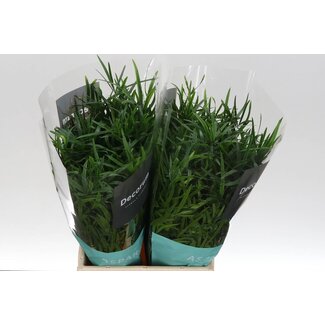 Freshy Asparagus Falcatus | Farbe: Grün | Länge ± 45 centimeter | Pro 50 frische Stiele