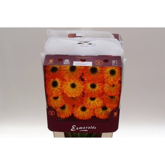 Freshy Gerbera Gr Aqua “Catwalk” | Farbe: Orange | Länge ± 45 centimeter | Pro 15 frische Blumen