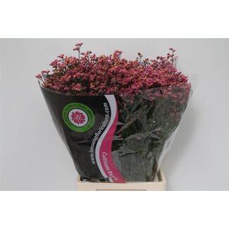 Freshy Limonium “Diamond” | Couleur: Rouge | Longueur ± 70 centimeter | Par 25 tiges de fleurs fraîches