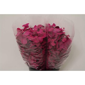 Freshy Eucalyptus Cinerea traité en couleur | Couleur: Cerise | Longueur ± 50 centimeter | 150 gram par bouquet | Par 5 bouquets