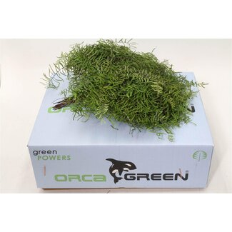 Freshy Koraalvaren | Kleur: Groen | Lengte ± 15 centimeter | 30 takken per bos | Per 5 bossen