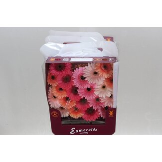 Freshy Gerbera Mi Aqua “Mix Monaco” | Couleur: Couleurs mélangées | Longueur ± 45 centimeter | Par 20 fleurs fraîches