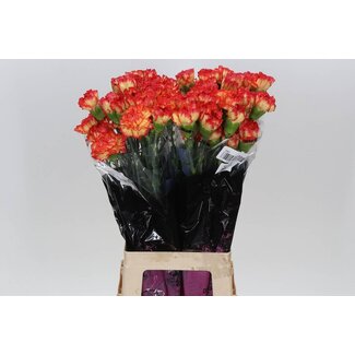 Freshy Oeillet long “Zenit” | Couleur: Rouge | Longueur ± 70 centimeter | Par 20 fleurs fraîches
