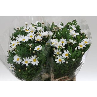 Freshy Leucanthemum Margerite | Farbe: Weiß | Länge ± 40 centimeter | Pro 25 frische Blumen
