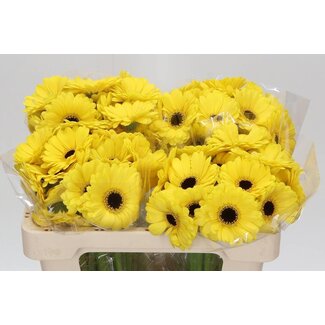 Freshy Germini Aqua “Sunshine” | Farbe: Gelb | Länge ± 50 centimeter | Pro 20 frische Blumen
